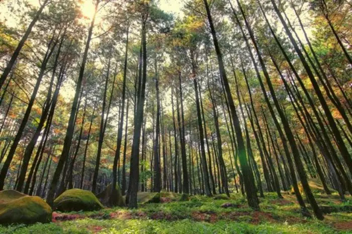 Taman Wisata Gunung Pancar